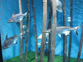 Смотреть фото Высокоплавничный пангасиус Фото Высокоплавничный пангасиус