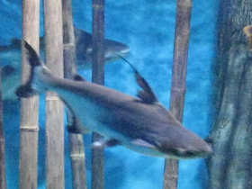 Смотреть фото Высокоплавничный пангасиус Фото Высокоплавничный пангасиус