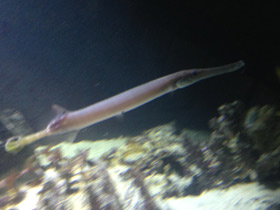 Фото Китайский флейторыл