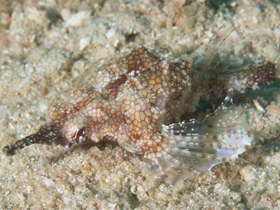 Фото Морской пегас-дракон