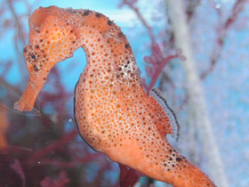 Фото Длинноносый конёк