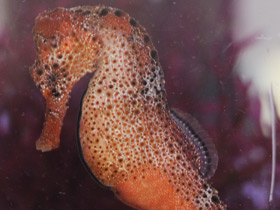 Фото Длинноносый конёк