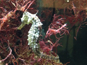 Фото Длинноносый конёк