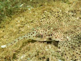 Фото Длиннохвостый морской пегас