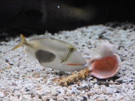 Смотреть фото Бородавчатый спинорог Фото Бородавчатый спинорог