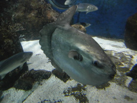 Смотреть фото Обыкновенная луна-рыба Фото Обыкновенная луна-рыба