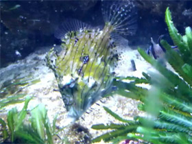 Смотреть фото Хетодерма Фото Хетодерма