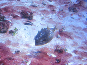 Фото Полосатый кузовок-акарана