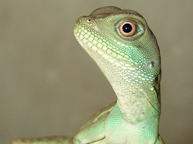 Водяная агама Водяная агама