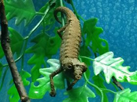 Смотреть фото Брукезия Фото Брукезия