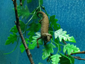 Смотреть фото Брукезия Фото Брукезия