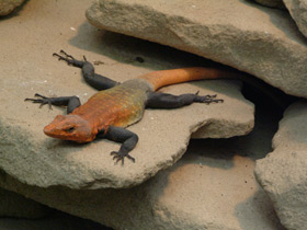 Императорский платизавр Императорский платизавр