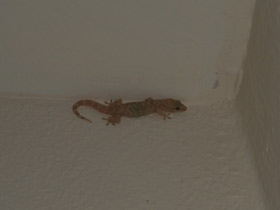 Смотреть фото Средиземноморский геккон Фото Средиземноморский геккон