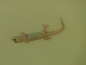 Смотреть фото Средиземноморский геккон Фото Средиземноморский геккон
