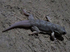 Смотреть фото Жизнь в пустыне Фото Жизнь в пустыне