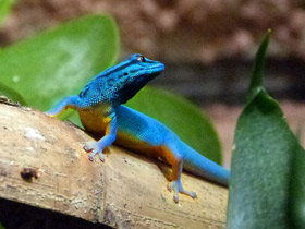 Смотреть фото Карликовый геккон Вильямса Фото Карликовый геккон Вильямса