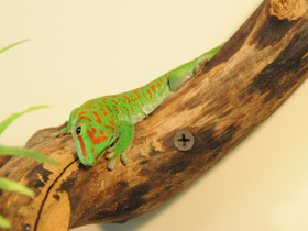 Смотреть фото Дневной мадагаскарский геккон Фото Дневной мадагаскарский геккон