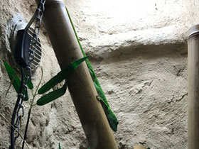 Смотреть фото Дневной мадагаскарский геккон Фото Дневной мадагаскарский геккон