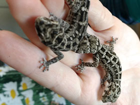 Смотреть фото Гадюковый геккон Фото Гадюковый геккон