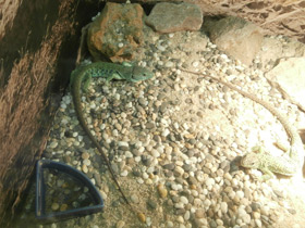 Фото Жемчужная ящерица