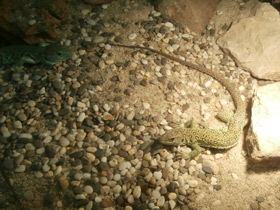 Фото Жемчужная ящерица