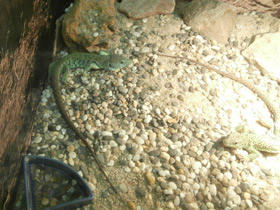 Фото Жемчужная ящерица