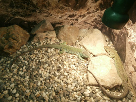 Фото Жемчужная ящерица