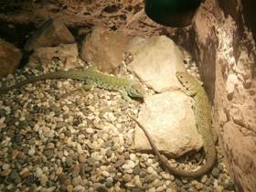 Фото Жемчужная ящерица