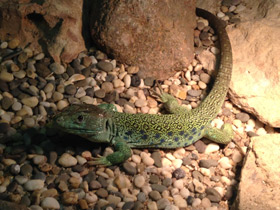 Фото Жемчужная ящерица