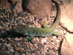 Фото Жемчужная ящерица