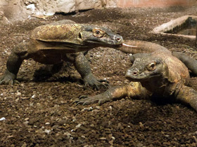 Смотреть фото Комодский варан: смышленый и ядовитый Фото Комодский варан: смышленый и ядовитый