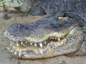 Смотреть фото Миссисипский аллигатор Фото Миссисипский аллигатор