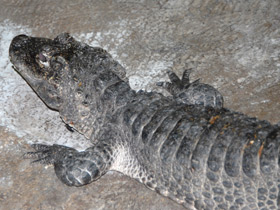 Смотреть фото Китайский аллигатор Фото Китайский аллигатор