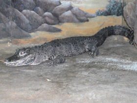 Смотреть фото Китайский аллигатор Фото Китайский аллигатор