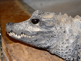 Смотреть фото Китайский аллигатор Фото Китайский аллигатор