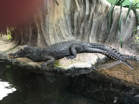 Смотреть фото Гладколобый кайман Фото Гладколобый кайман
