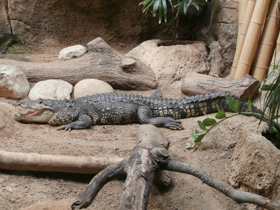 Фото Крокодил Морелета
