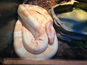 Смотреть фото Обыкновенный удав Фото Обыкновенный удав