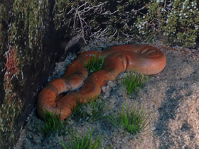 Смотреть фото Индийский удавчик Фото Индийский удавчик