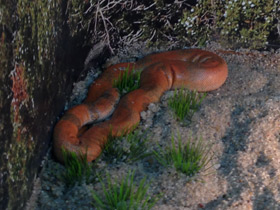 Смотреть фото Индийский удавчик Фото Индийский удавчик