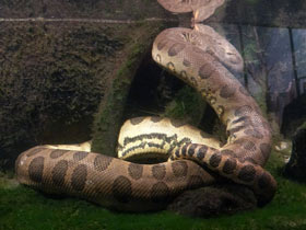 Смотреть фото Анаконда: речная матрона обнимает до смерти Фото Анаконда: речная матрона обнимает до смерти