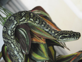 Смотреть фото Бриллиантовый питон Фото Бриллиантовый питон
