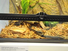 Смотреть фото Узорчатый полоз Фото Узорчатый полоз