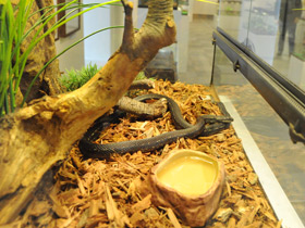 Смотреть фото Узорчатый полоз Фото Узорчатый полоз