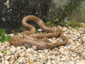 Фото Японский полоз
