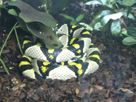 Смотреть фото Мандариновый полоз Фото Мандариновый полоз