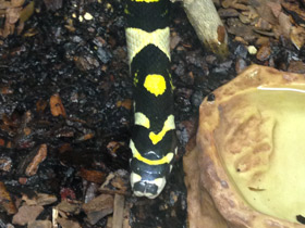 Смотреть фото Мандариновый полоз Фото Мандариновый полоз