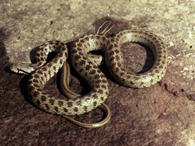 Смотреть фото Закавказский полоз Фото Закавказский полоз