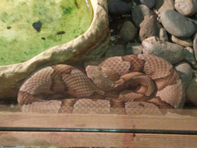 Смотреть фото Мокасиновый щитомордник Фото Мокасиновый щитомордник