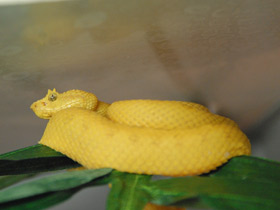 Смотреть фото Цепкохвостый ботропс Шлегеля Фото Цепкохвостый ботропс Шлегеля